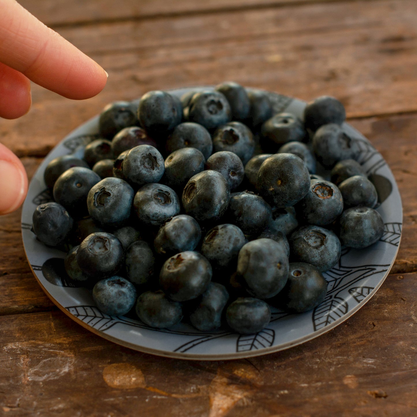 Blaubeere, Coaster / Minitablett ⌀11cm